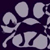 cat images